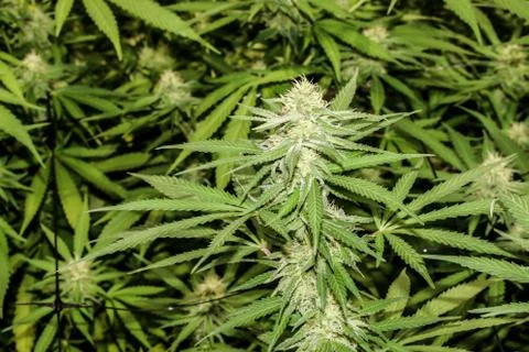 Marijuana Stock Photos