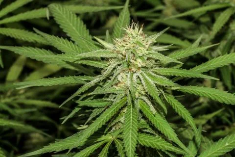 Marijuana Stock Photos