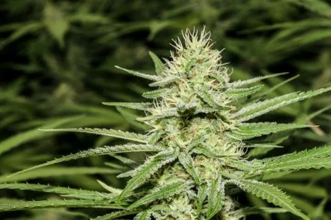 Marijuana Stock Photos