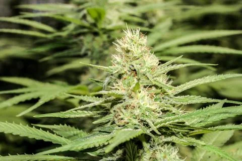 Marijuana Stock Photos