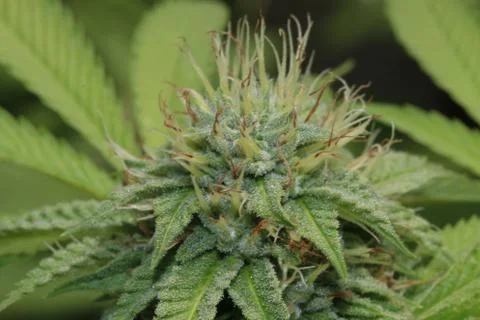 Marijuana Stock Photos