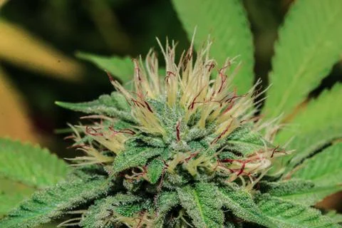 Marijuana Stock Photos