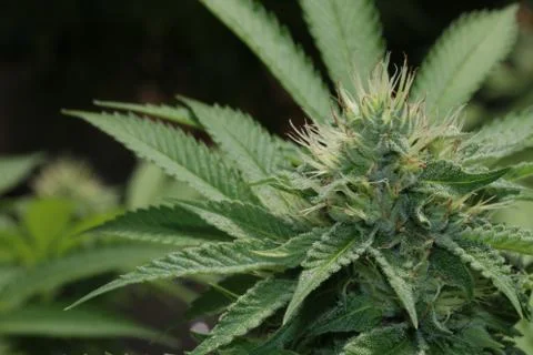 Marijuana Stock Photos