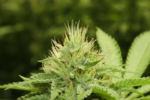 Marijuana Stock Photos