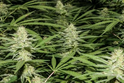 Marijuana Stock Photos