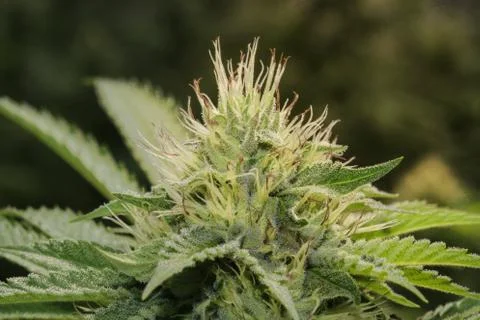 Marijuana Stock Photos