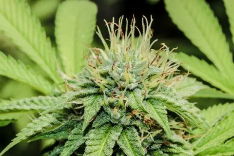 Marijuana Stock Photos