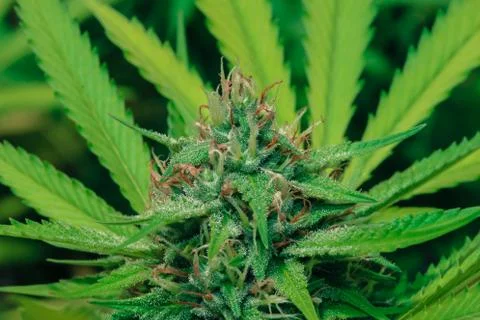 Marijuana Stock Photos