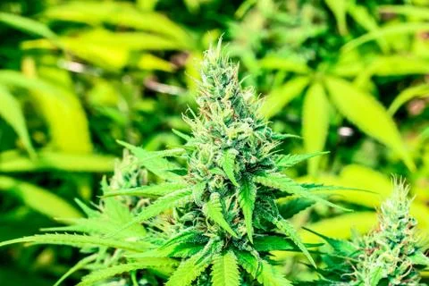 Marijuana Stock Photos