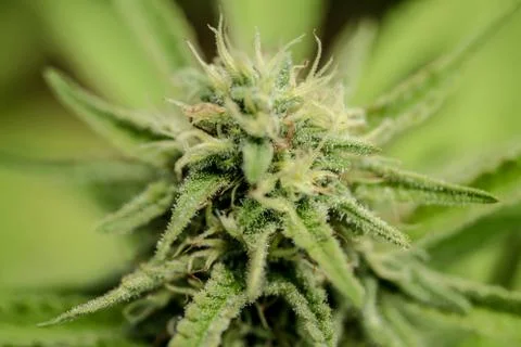 Marijuana Stock Photos