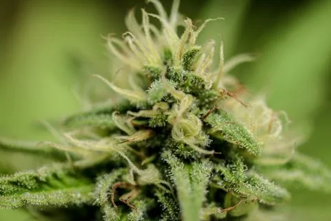 Marijuana Stock Photos