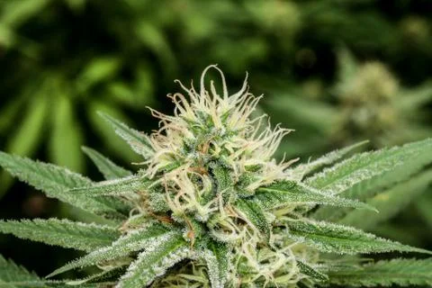 Marijuana Stock Photos