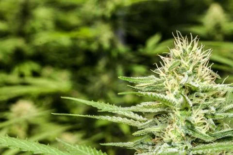 Marijuana Stock Photos