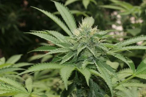 Marijuana Stock Photos