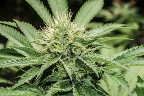 Marijuana Stock Photos
