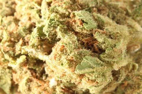 Marijuana Stock Photos