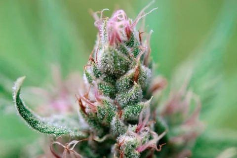 Marijuana Stock Photos