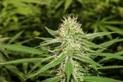 Marijuana Stock Photos