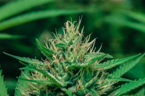 Marijuana Stock Photos