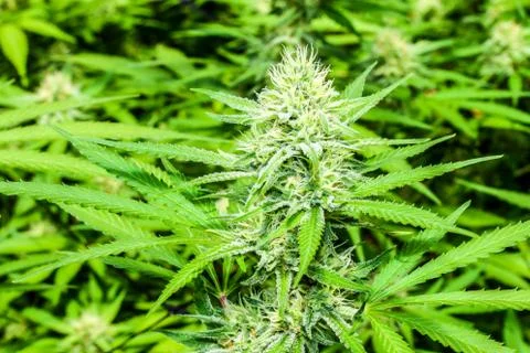 Marijuana Stock Photos