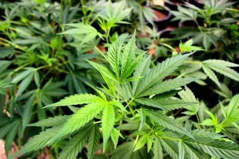 Marijuana Stock Photos