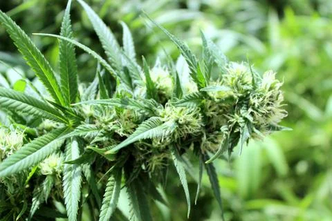 Marijuana Stock Photos
