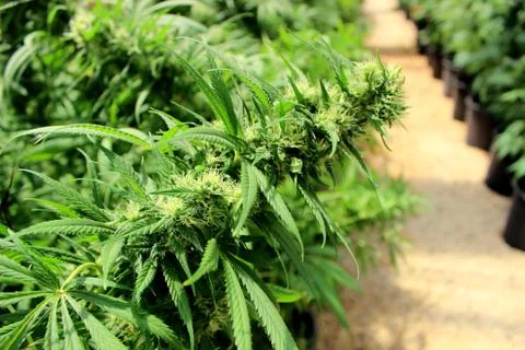 Marijuana Stock Photos