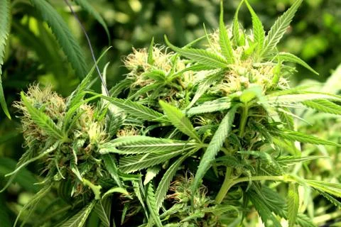 Marijuana Stock Photos