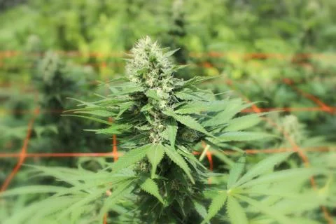 Marijuana Stock Photos