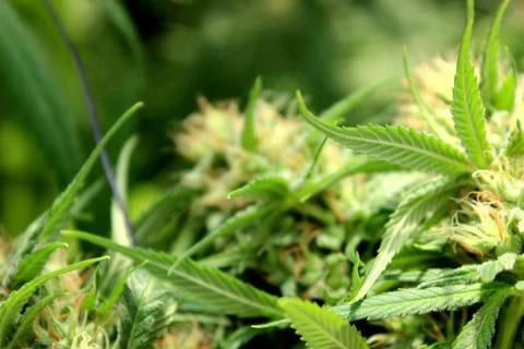 Marijuana Stock Photos