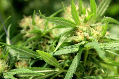 Marijuana Stock Photos