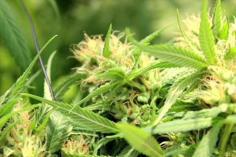 Marijuana Stock Photos