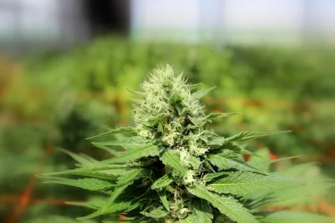 Marijuana Stock Photos