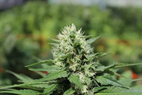 Marijuana Stock Photos