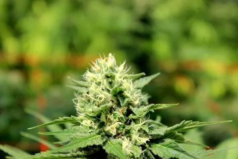 Marijuana Stock Photos