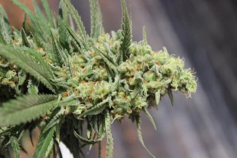 Marijuana Stock Photos