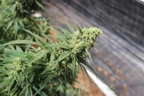 Marijuana Stock Photos