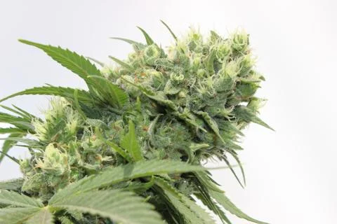 Marijuana Stock Photos