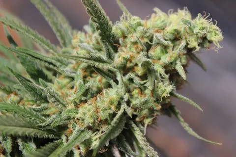 Marijuana Stock Photos