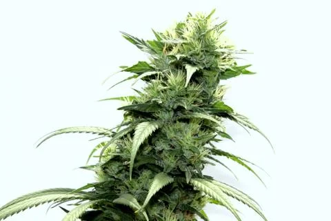 Marijuana Stock Photos