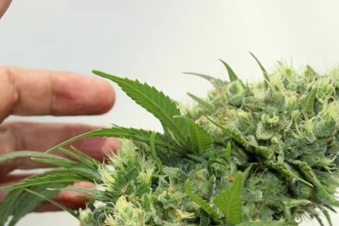 Marijuana Stock Photos