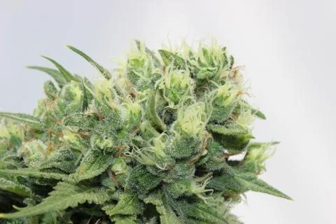 Marijuana Stock Photos