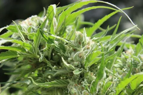 Marijuana Stock Photos