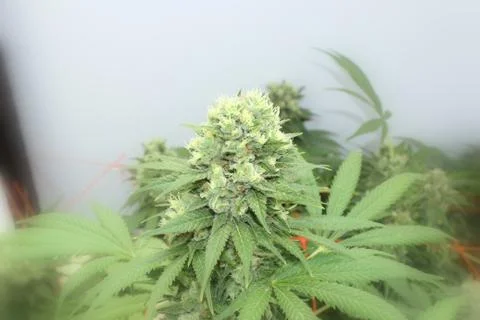 Marijuana Stock Photos