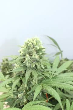 Marijuana Stock Photos