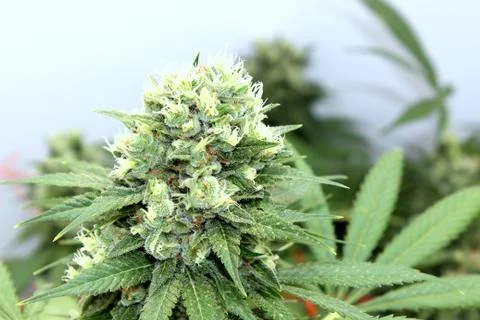 Marijuana Stock Photos