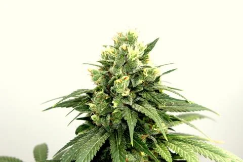 Marijuana Stock Photos