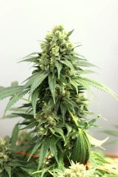 Marijuana Stock Photos