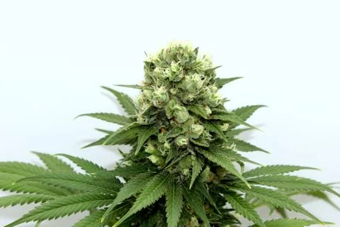 Marijuana Stock Photos