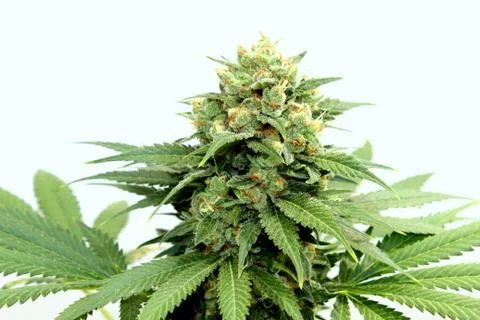 Marijuana Stock Photos